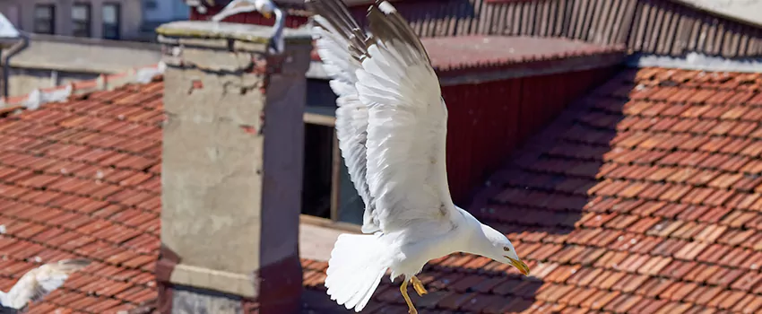 Residential Chimney Animal Removal Solution in Lakewood, OH