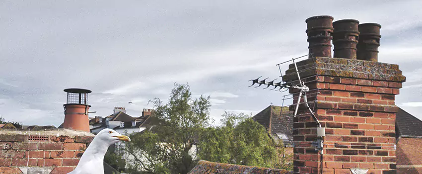 Chimney Cleaning And Restoration in Lakewood, Ohio